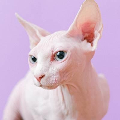 The Sphynx Membership 